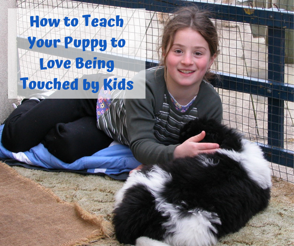 How to Teach Your Puppy to Love Being Touched by Kids