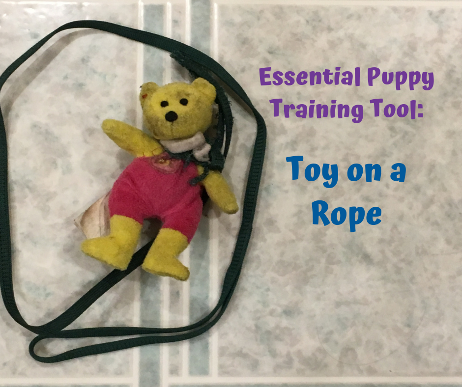 The Essential Puppy Training Tool You’ve Never Heard Of